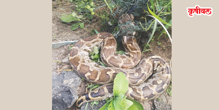 सर्पमित्रांकडून अजगराची सुटका