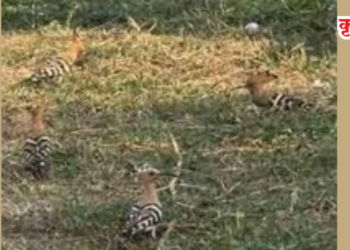 खारघरच्या बेलपाडा मैदानावर हुपू पक्ष्यांचा थवा
