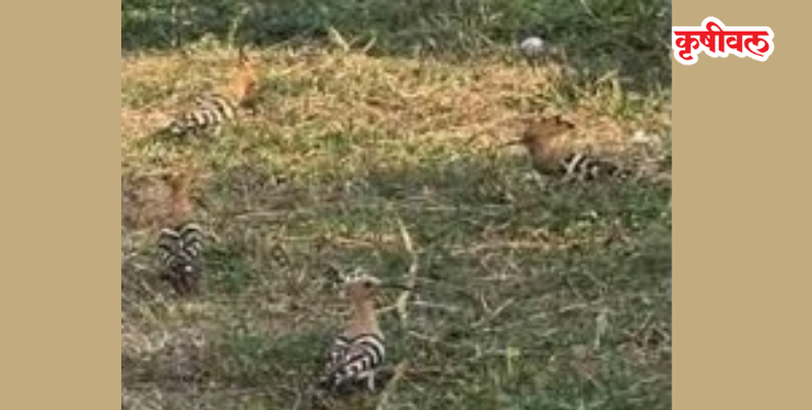 खारघरच्या बेलपाडा मैदानावर हुपू पक्ष्यांचा थवा
