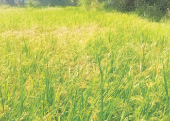 उरण तालुक्यात भातपिके संकटात