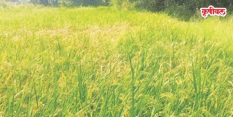 उरण तालुक्यात भातपिके संकटात