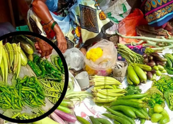गावरान ठाकरी मिरचीला मोठी मागणी