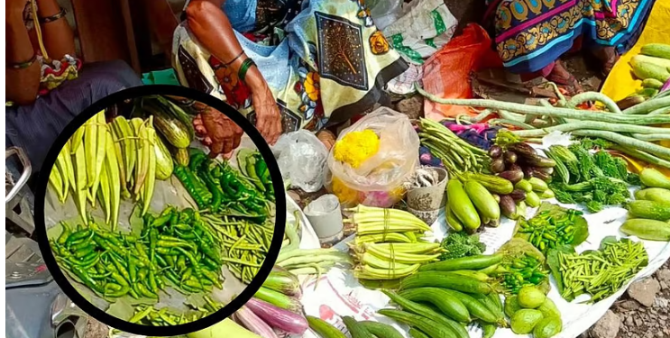 गावरान ठाकरी मिरचीला मोठी मागणी