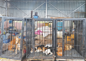 दीड महिन्यात 350 भटक्या कुत्र्यांना पकडले