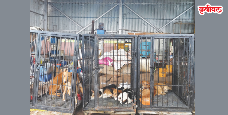 दीड महिन्यात 350 भटक्या कुत्र्यांना पकडले