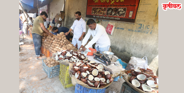 नवरात्रोत्सवात नारळाच्या किमतींत वाढ