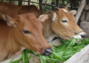 चारा वाहतूक, विक्रीवर बंदी