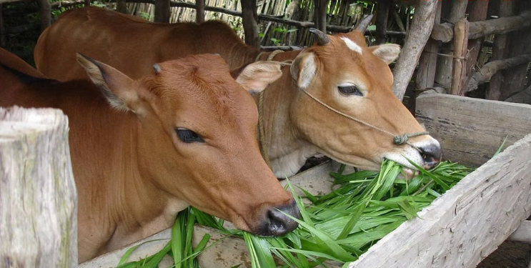 चारा वाहतूक, विक्रीवर बंदी