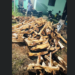 खैर तस्करी प्रकरणावर वनविभागाचा गोलमाल?
