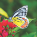रायगडात फुलपाखरांची रंगीबेरंगी दुनिया