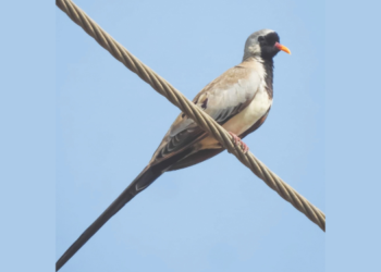 सिमेंटच्या जंगलात पक्ष्यांचा अधिवास धोक्यात
