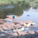 गाढी नदी प्रदूषणाच्या विळख्यात