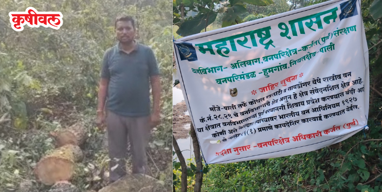 टोरंट हायड्रॉलिक वीज प्रकल्पासाठी 32,480 झाडांची कत्तल