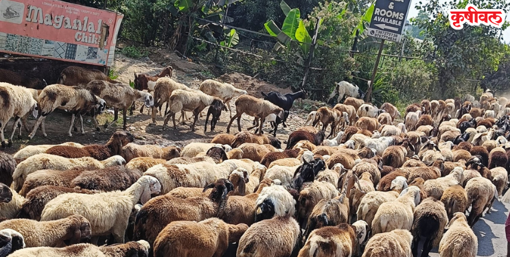 मेंढपाळांनी धरला कोकणचा रस्ता