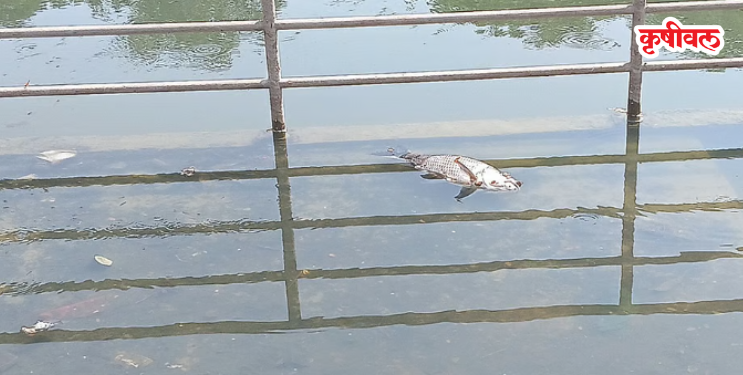 रोडपाली म्हसोबा तलावात हजारो मासे मृत