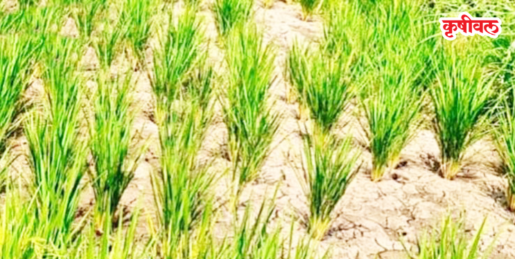 पावसाच्या लहरीपणाचा रब्बी हंगामाला फटका